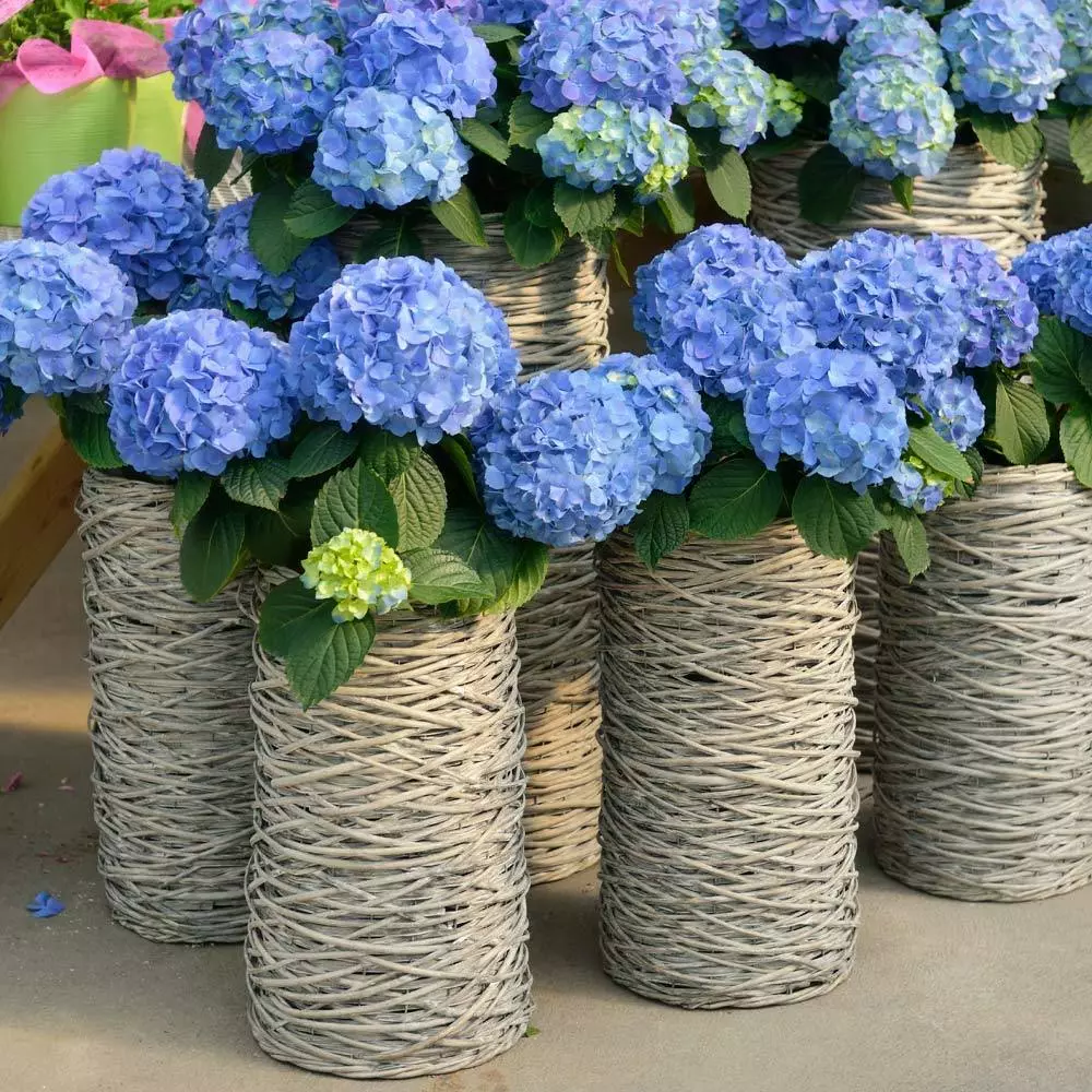 Brighter Blooms Nikko Blue Hydrangea Shrub Shrubs & Hedges 4 Brighter Blooms Nikko Blue Hydrangea Shrub Shrubs & Hedges