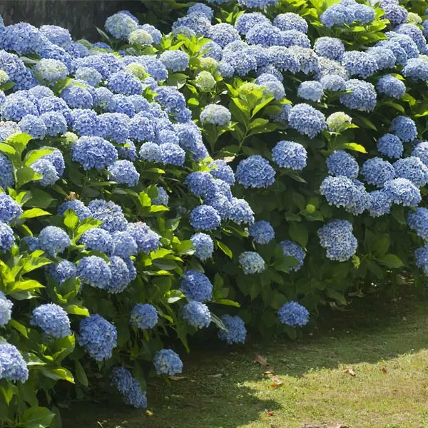 Brighter Blooms Nikko Blue Hydrangea Shrub Shrubs & Hedges 1 Brighter Blooms Nikko Blue Hydrangea Shrub Shrubs & Hedges