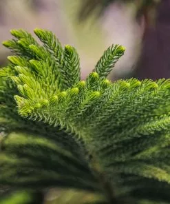 Brighter Blooms Norfolk Island Pine Tree 9 Brighter Blooms Norfolk Island Pine Tree