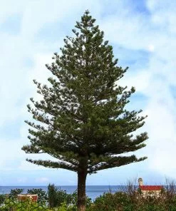 Brighter Blooms Norfolk Island Pine Tree 8 Brighter Blooms Norfolk Island Pine Tree