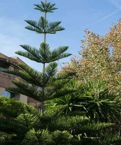 Brighter Blooms Norfolk Island Pine Tree 11 Brighter Blooms Norfolk Island Pine Tree