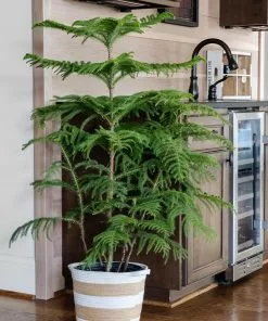 Brighter Blooms Norfolk Island Pine Tree 10 Brighter Blooms Norfolk Island Pine Tree