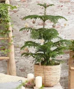 Brighter Blooms Norfolk Island Pine Tree