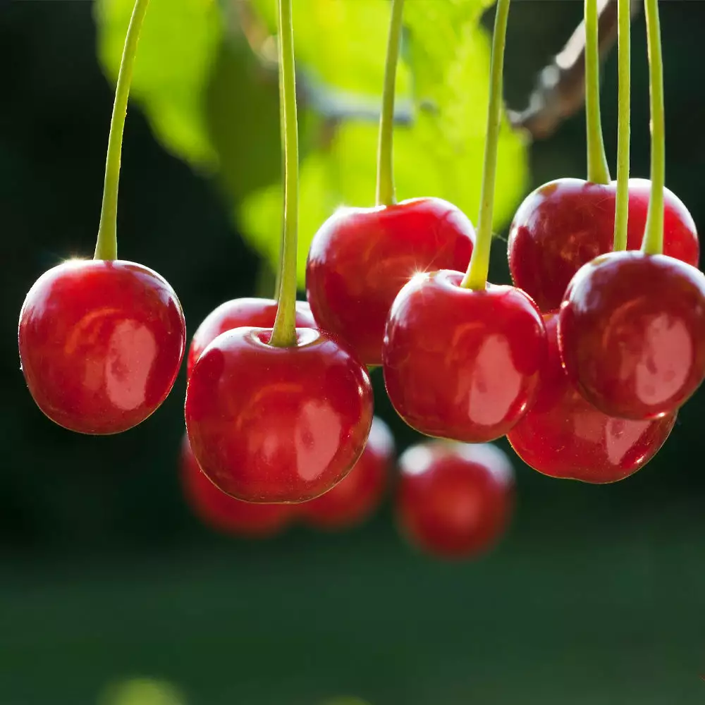 Brighter Blooms Dwarf North Star Cherry Tree 2 Brighter Blooms Dwarf North Star Cherry Tree