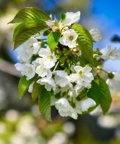 Brighter Blooms Dwarf North Star Cherry Tree 7 Brighter Blooms Dwarf North Star Cherry Tree