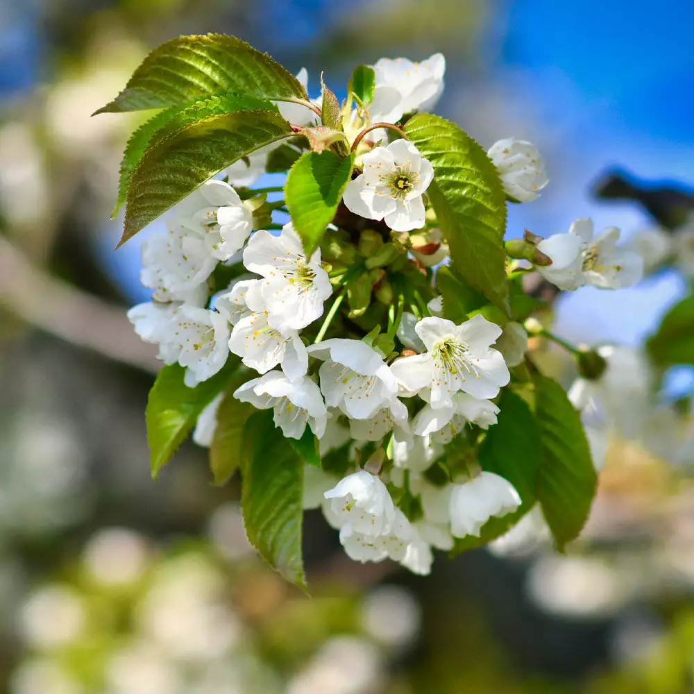 Brighter Blooms Dwarf North Star Cherry Tree 4 Brighter Blooms Dwarf North Star Cherry Tree