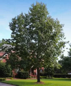 Brighter Blooms Northern Red Oak Tree Shade Trees 7 Brighter Blooms Northern Red Oak Tree Shade Trees