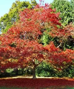 Brighter Blooms Northern Red Oak Tree Shade Trees 8 Brighter Blooms Northern Red Oak Tree Shade Trees
