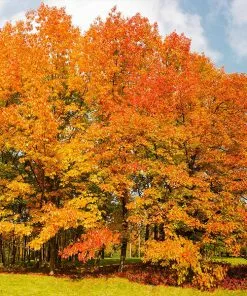 Brighter Blooms Northern Red Oak Tree Shade Trees