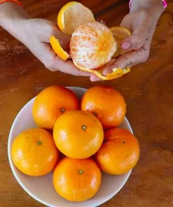 Brighter Blooms House & Patio Nules Clementine Tree 6 Brighter Blooms House & Patio Nules Clementine Tree