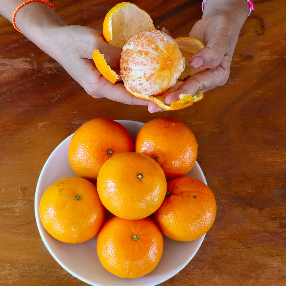 Brighter Blooms House & Patio Nules Clementine Tree 3 Brighter Blooms House & Patio Nules Clementine Tree