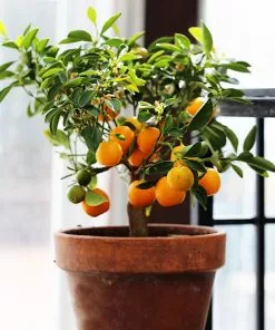 Brighter Blooms House & Patio Nules Clementine Tree