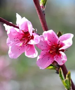 Brighter Blooms Fruit Trees O'Henry Peach Tree