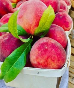 Brighter Blooms Fruit Trees O'Henry Peach Tree