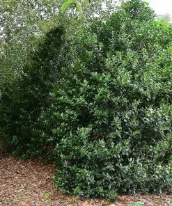 Brighter Blooms Oak Leaf™ Holly Tree Evergreen & Privacy 6 Brighter Blooms Oak Leaf™ Holly Tree Evergreen & Privacy