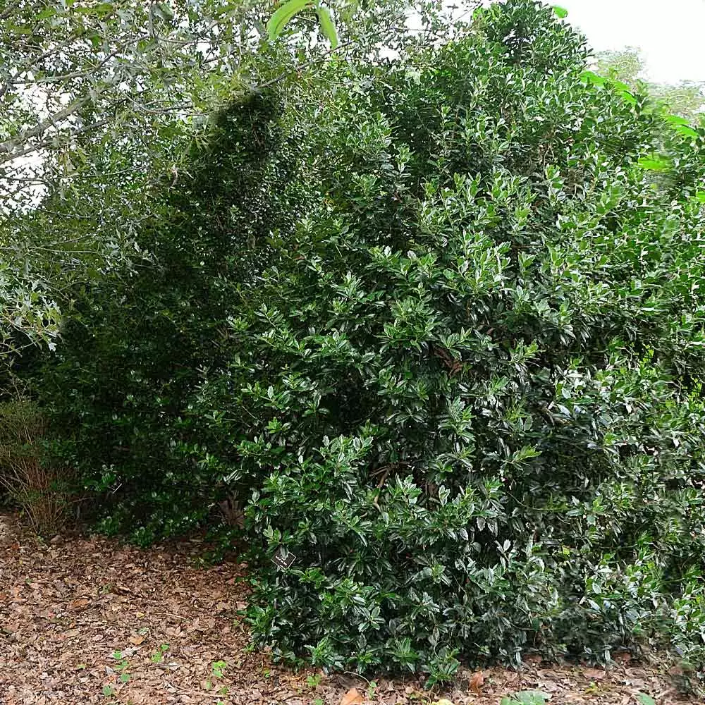 Brighter Blooms Oak Leaf™ Holly Tree Evergreen & Privacy 3 Brighter Blooms Oak Leaf™ Holly Tree Evergreen & Privacy