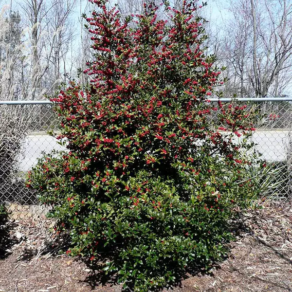 Brighter Blooms Oak Leaf™ Holly Tree Evergreen & Privacy 1 Brighter Blooms Oak Leaf™ Holly Tree Evergreen & Privacy