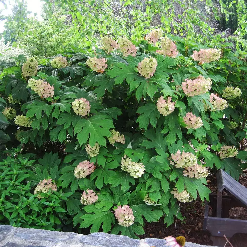 Brighter Blooms Oakleaf Hydrangea Shrub Shrubs & Hedges 2 Brighter Blooms Oakleaf Hydrangea Shrub Shrubs & Hedges