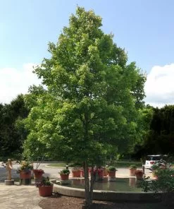 BrighterBlooms.com Shade Trees October Glory Maple Tree 8 BrighterBlooms.com Shade Trees October Glory Maple Tree