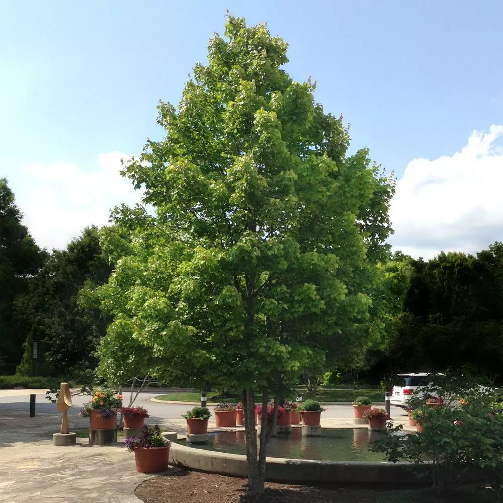 BrighterBlooms.com Shade Trees October Glory Maple Tree 4 BrighterBlooms.com Shade Trees October Glory Maple Tree