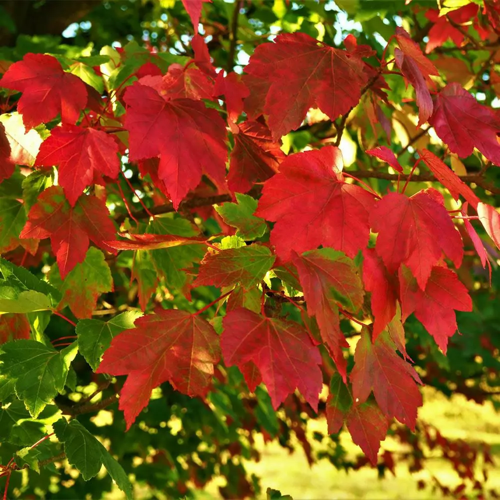 BrighterBlooms.com Shade Trees October Glory Maple Tree 3 BrighterBlooms.com Shade Trees October Glory Maple Tree