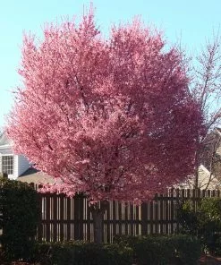 Brighter Blooms Flowering Trees Okame Cherry Tree 12 Brighter Blooms Flowering Trees Okame Cherry Tree