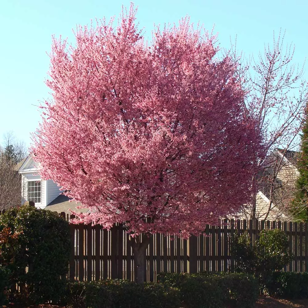 Brighter Blooms Flowering Trees Okame Cherry Tree 6 Brighter Blooms Flowering Trees Okame Cherry Tree