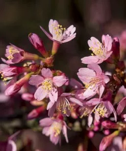 Brighter Blooms Flowering Trees Okame Cherry Tree 11 Brighter Blooms Flowering Trees Okame Cherry Tree