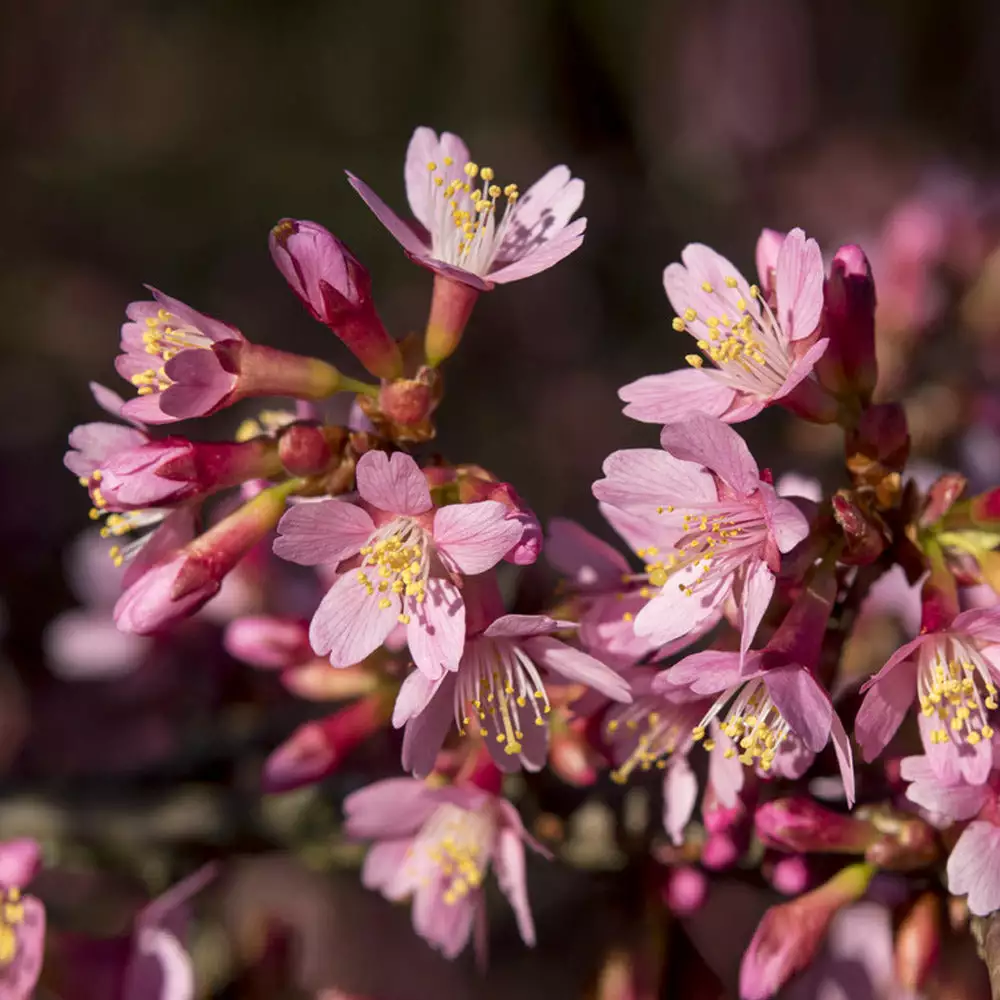 Brighter Blooms Flowering Trees Okame Cherry Tree 5 Brighter Blooms Flowering Trees Okame Cherry Tree