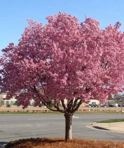 Brighter Blooms Flowering Trees Okame Cherry Tree 10 Brighter Blooms Flowering Trees Okame Cherry Tree
