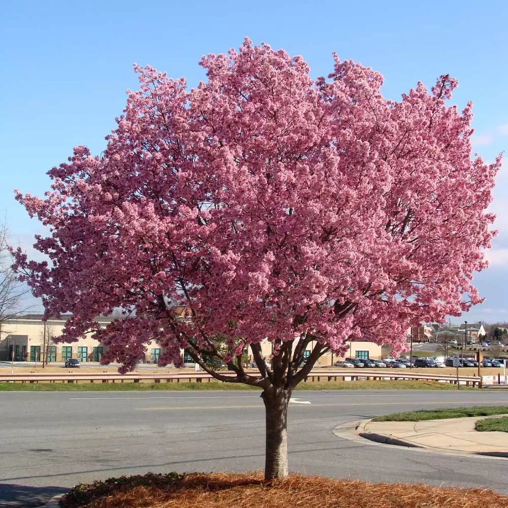 Brighter Blooms Flowering Trees Okame Cherry Tree 4 Brighter Blooms Flowering Trees Okame Cherry Tree
