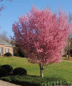 Brighter Blooms Flowering Trees Okame Cherry Tree