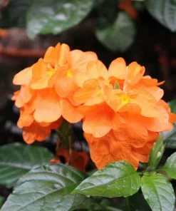 Brighter Blooms Orange Marmalade Crossandra SHOP ALL 6 Brighter Blooms Orange Marmalade Crossandra SHOP ALL