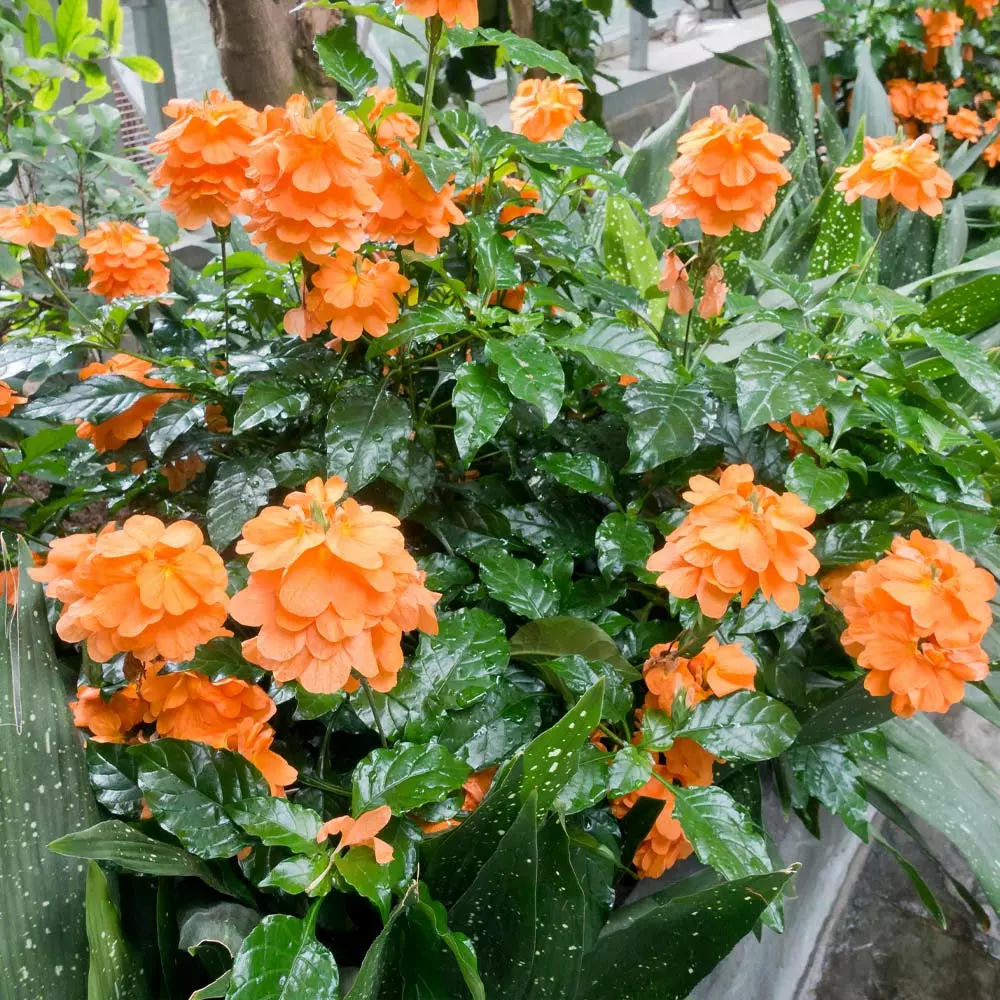 Brighter Blooms Orange Marmalade Crossandra SHOP ALL 2 Brighter Blooms Orange Marmalade Crossandra SHOP ALL