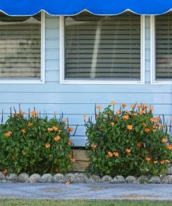 Brighter Blooms Orange Marmalade Crossandra SHOP ALL 7 Brighter Blooms Orange Marmalade Crossandra SHOP ALL