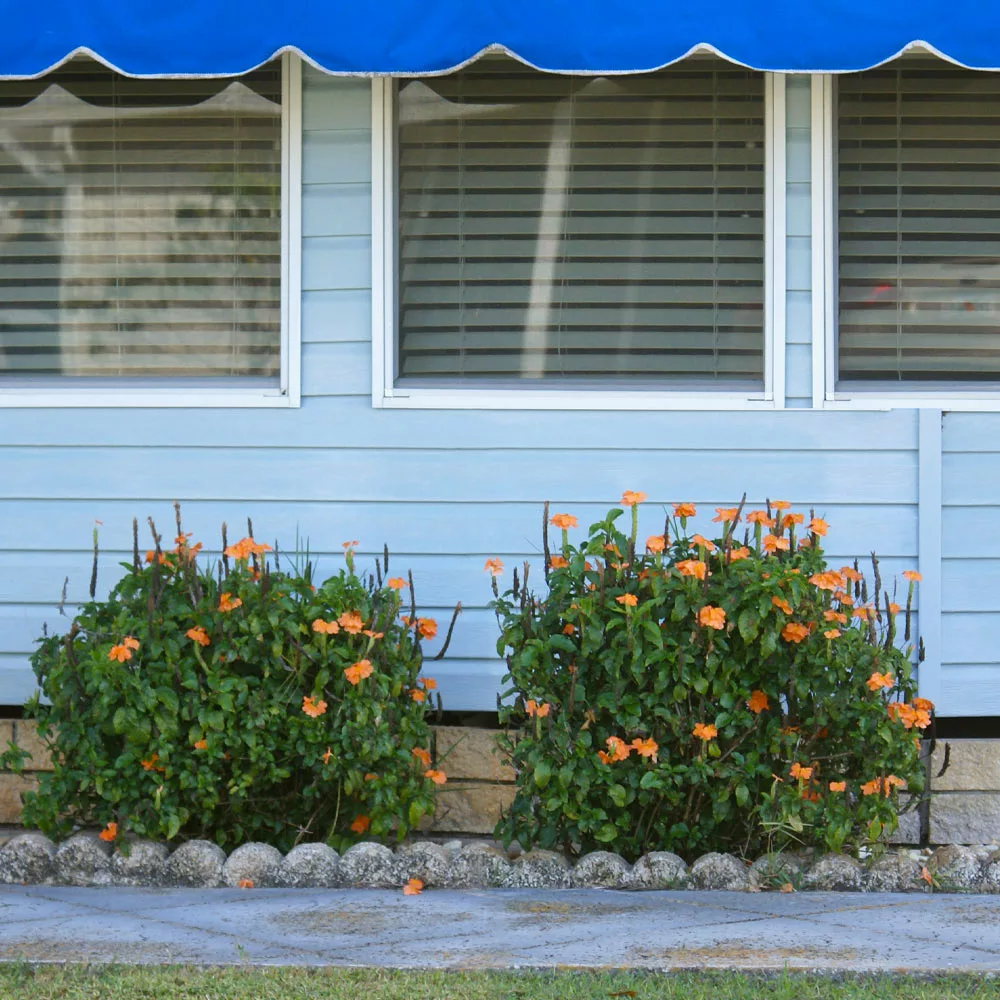 Brighter Blooms Orange Marmalade Crossandra SHOP ALL 4 Brighter Blooms Orange Marmalade Crossandra SHOP ALL