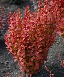 Brighter Blooms Shrubs & Hedges Orange Rocket Barberry Shrub 8 Brighter Blooms Shrubs & Hedges Orange Rocket Barberry Shrub