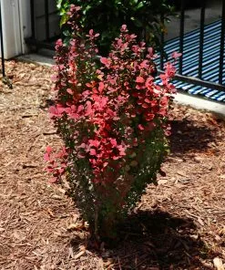 Brighter Blooms Shrubs & Hedges Orange Rocket Barberry Shrub 9 Brighter Blooms Shrubs & Hedges Orange Rocket Barberry Shrub
