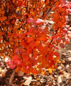 Brighter Blooms Shrubs & Hedges Orange Rocket Barberry Shrub 11 Brighter Blooms Shrubs & Hedges Orange Rocket Barberry Shrub