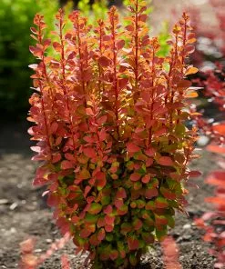 Brighter Blooms Shrubs & Hedges Orange Rocket Barberry Shrub