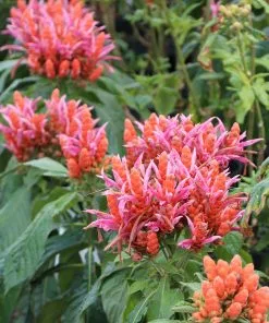Brighter Blooms Orange Shrimp Plant