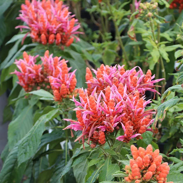 Brighter Blooms Orange Shrimp Plant 1 Brighter Blooms Orange Shrimp Plant