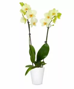 Brighter Blooms SHOP ALL Orchid Plant In White Pot 16 Brighter Blooms SHOP ALL Orchid Plant In White Pot