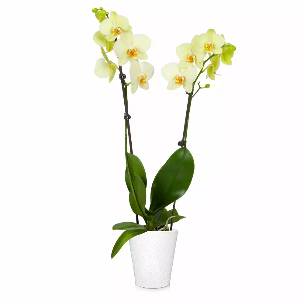 Brighter Blooms SHOP ALL Orchid Plant In White Pot 4 Brighter Blooms SHOP ALL Orchid Plant In White Pot
