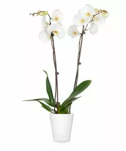 Brighter Blooms SHOP ALL Orchid Plant In White Pot 23 Brighter Blooms SHOP ALL Orchid Plant In White Pot