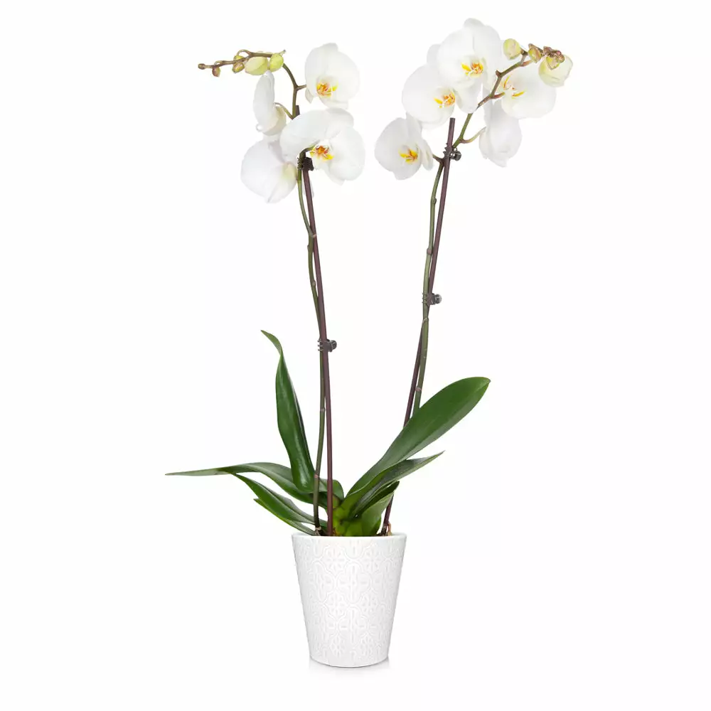 Brighter Blooms SHOP ALL Orchid Plant In White Pot 11 Brighter Blooms SHOP ALL Orchid Plant In White Pot