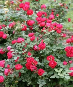 Brighter Blooms Roses Oso Easy'® Double Red Rose 7 Brighter Blooms Roses Oso Easy'® Double Red Rose
