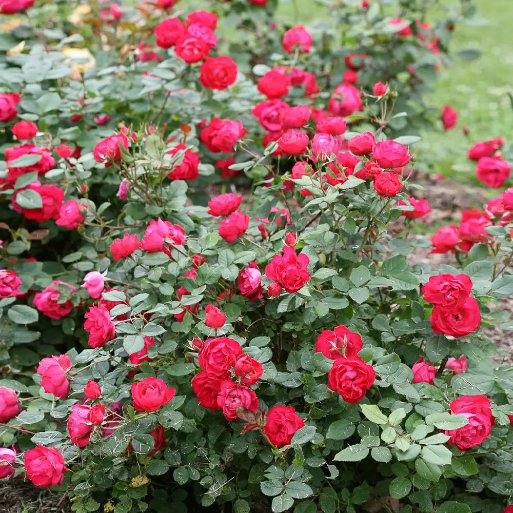 Brighter Blooms Roses Oso Easy'® Double Red Rose 3 Brighter Blooms Roses Oso Easy'® Double Red Rose
