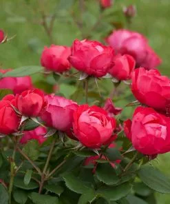 Brighter Blooms Roses Oso Easy'® Double Red Rose
