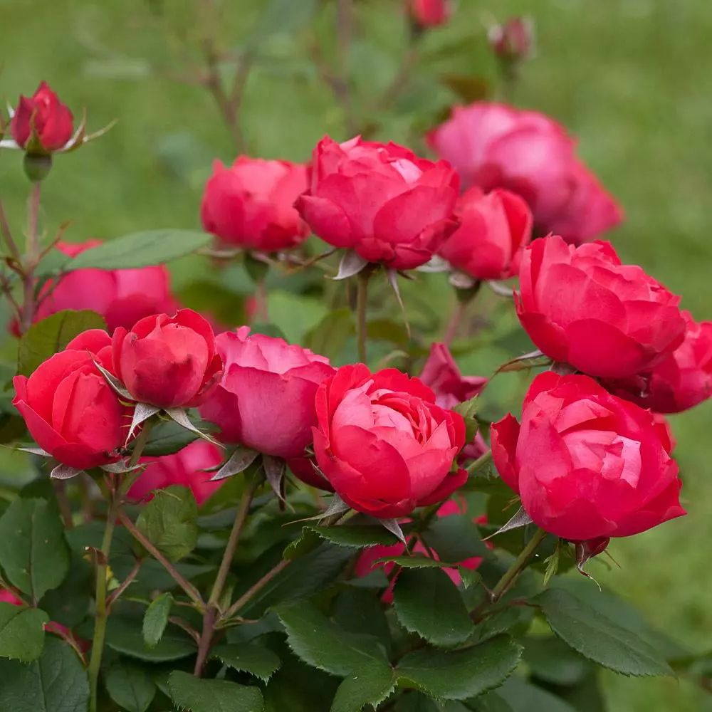 Brighter Blooms Roses Oso Easy'® Double Red Rose 2 Brighter Blooms Roses Oso Easy'® Double Red Rose